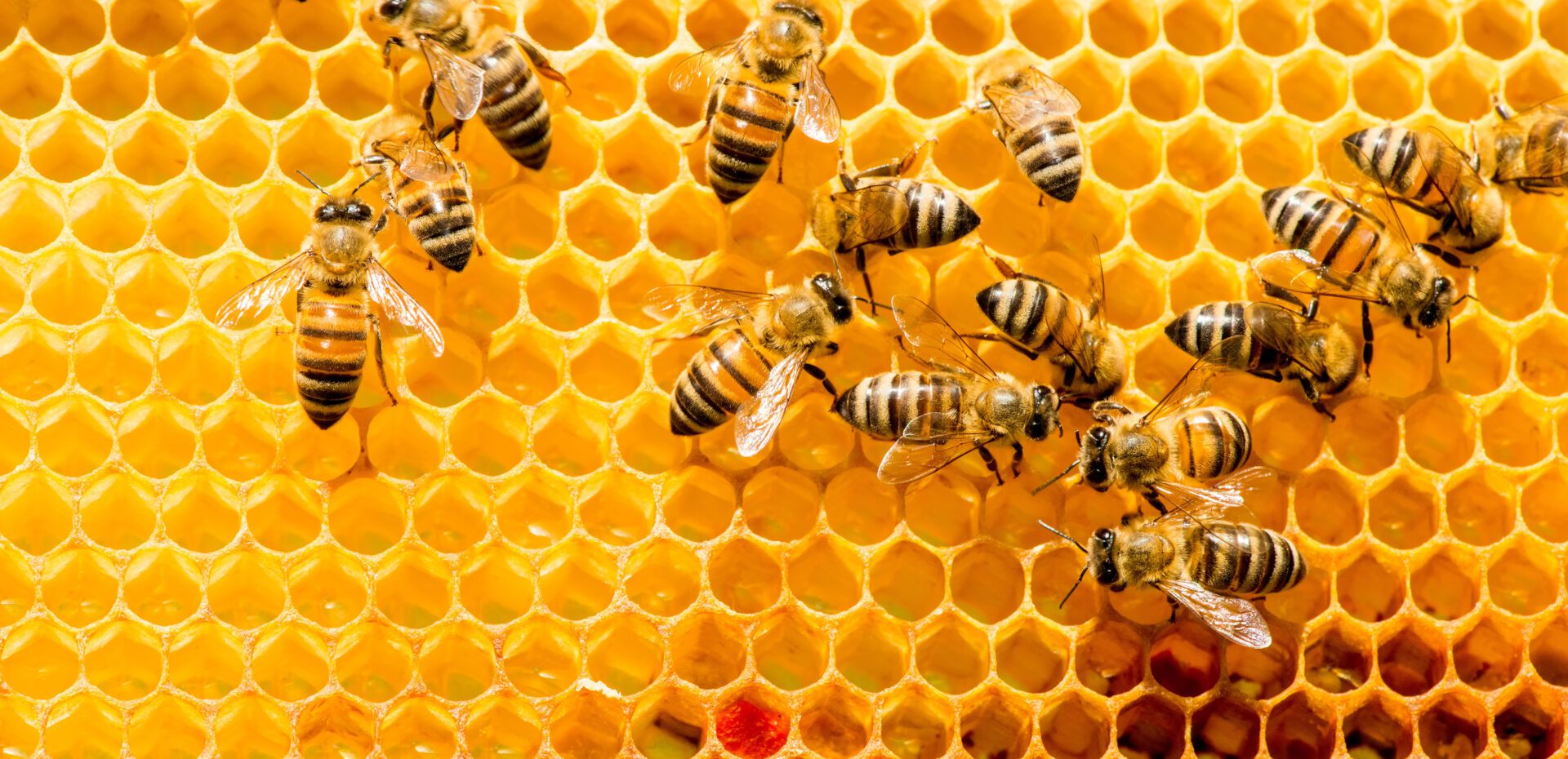 Closeup shot of the Honey bees
